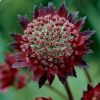 Astrantia Mouline Rouge